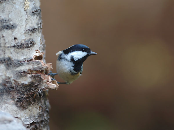 Kuusitiainen, Coal Tit, Periparus ater